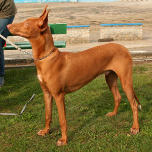Pharaoh Hound or Kelb Tal-Fenek